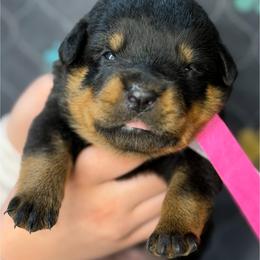 4th pick Female - Black and mahogany female Rottweiler puppy in Fredericktown, Missouri from Obsessions Rottweiler