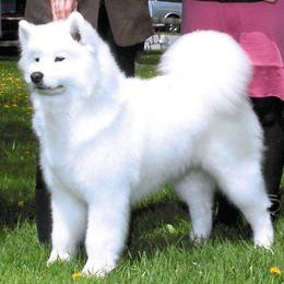 Samoyed All Grown Up from Cirque D' Samz