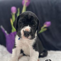 Enja - Mantle female Great Dane puppy in Liberty, New York from Catskills Greatest Danes