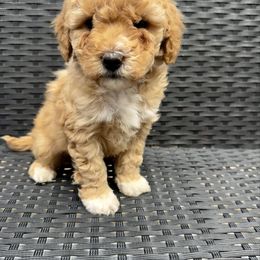Baby Saja - Apricot male Cavapoo puppy in Goshen, Utah from Perfect Pawzabilities