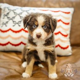 America - Red tri female Miniature Australian Shepherd puppy in Buena Vista, Colorado from Wigglebutts Unlimited