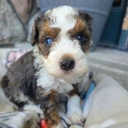 Leo - Blue merle male Bernedoodle puppy in Blackfoot, Idaho from Draper Mountain Doodles