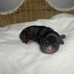 Asher - Black and white male Shih Tzu puppy in Lake City, South Carolina from Precious Lil Tzus