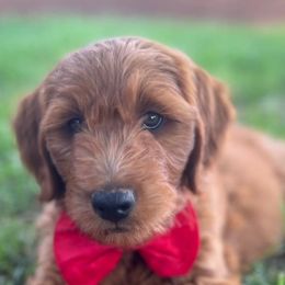 Goldendoodles and Golden Retrievers from 2 Lazy Ts Ranch