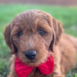 Goldendoodles and Golden Retrievers from 2 Lazy Ts Ranch