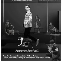 Amee - Boston Terrier