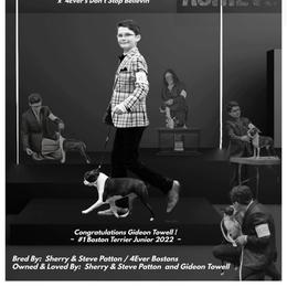 Amee - Boston Terrier