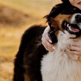 Australian Shepherds from Shaggy Shepherd Farm