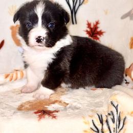American Corgi Puppies from 5H Corgis