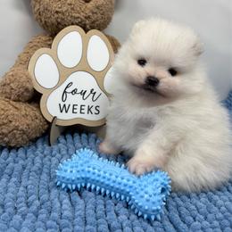 Gouda - White male Pomeranian puppy in Concord, California from Eelan’s Poms