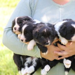 Border Collie Puppies from Kagee Border Collies