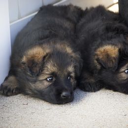 German Shepherd Puppies from Journey's German Shepherds (Kennel Vom Himmel)