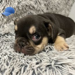 French Bulldog Puppies from Jenny Lorton