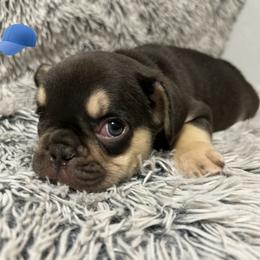 French Bulldog Puppies from Jenny Lorton