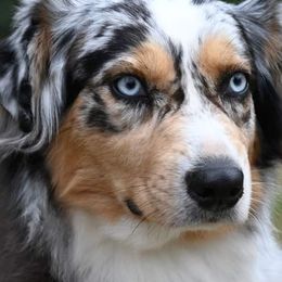 Australian Shepherds from Saints Heritage Aussies