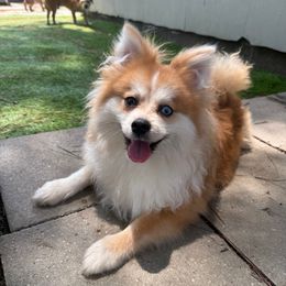 Churro - Orange male Pomeranian puppy in Newport News, Virginia from Nel’s designer Pomeranians