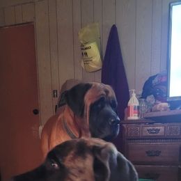 Willow Grove - Brindle female Mastiff puppy in Uhrichsville, Ohio from Angela's Mastiffs