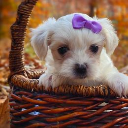 Companion Cross, Maltese, and Maltipoo Puppies from Seeking Shalom Acres Maltese, Maltipoos & Havamalts