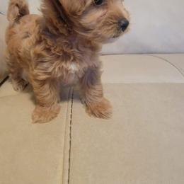 Maltese, Maltipoo, and Poodle Puppies from Healing Pawz LLC