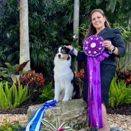 Australian Shepherds from Sublime Australian Shepherds