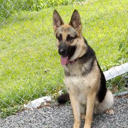 Mercy - German Shepherd