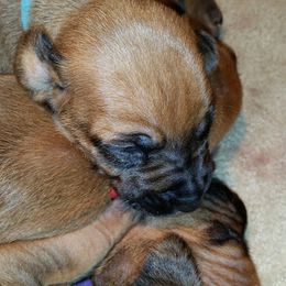 Rhodesian Ridgeback Puppies from Lower Ridge Farm