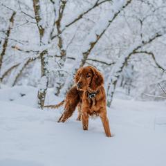 Irish Setter Puppies from Spring Creek Irish Setters