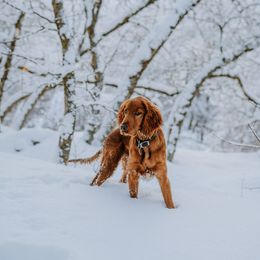 Irish Setter Puppies from Spring Creek Irish Setters