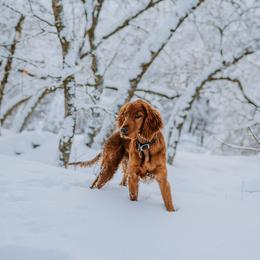 Irish Setter Puppies from Spring Creek Irish Setters
