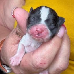 Puppy 4 - Sable male Papillon puppy in Surprise, Arizona from Papillons in Arizona