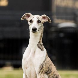 Whippets from Festiva Whippets