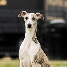 Whippets from Festiva Whippets