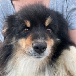 Moby - Miniature Australian Shepherd