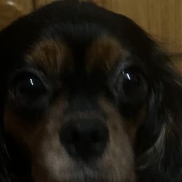 Cavalier King Charles Spaniels, Cavapoos, Poodles, and Yorkshire Terriers from Hollywood Furbabies LLC