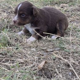 Haven - Red tri-color female Miniature American Shepherd puppy in Leonard, Texas from Tin Roof Aussies