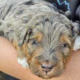 Ernie - Blue merle Aussiedoodle puppy in Georgetown, Texas from Mc Doodles of Texas LLC