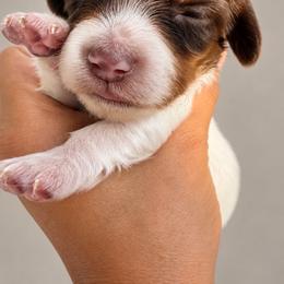 Toph - Piebald female Dachshund puppy in Jarales, New Mexico from Poker Paws Dachshunds