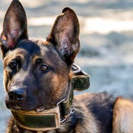 Belgian Malinois from Iron Ram Working Dogs