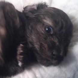 DB Muffat Toccata - Cream female Dachshund puppy in Summerfield, Florida from D & B Ranchette