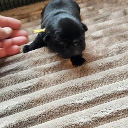 Yellow Collar Boy - Black male Pug puppy in Elkland, Missouri from Tellier's AKC Boston Terriers Missouri