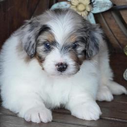 Boy 2 - Blue merle male Aussiedoodle puppy in Lawton, Oklahoma from Lindsey’s Aussies