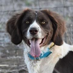 Oakley - Drentsche Patrijshond