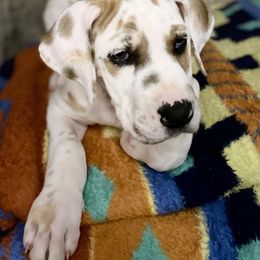 Great Dane Puppies from Mountain Valley Danes
