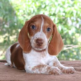 Peter Purebred DNA Tested - Piebald male Dachshund puppy in Haines City, Florida from Divine Poodle Paradise Standard Poodles & Divine Dachshunds