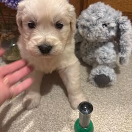 Dandy - Light golden female Golden Retriever puppy in Grant County, Indiana from On The Sunny Side Pavey Farms