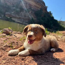 Boy 3 - Red merle male Miniature Australian Shepherd puppy in Amarillo, Texas from Duclops Ranch Aussies