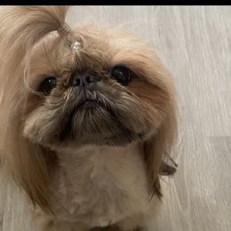 Chi - Shih Tzu
