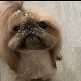 Chi - Shih Tzu
