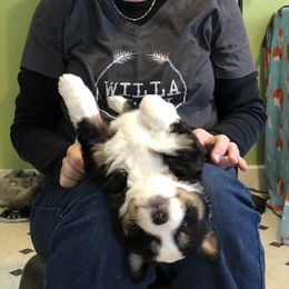 Miniature American Shepherd Puppies from Stones River Mini American Shepherds