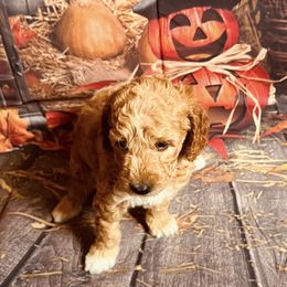 Maize - Red  male Goldendoodle puppy in Bradenton, Florida from Christianna’s Mini Goldendoodles